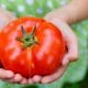 Plump ripe tomato