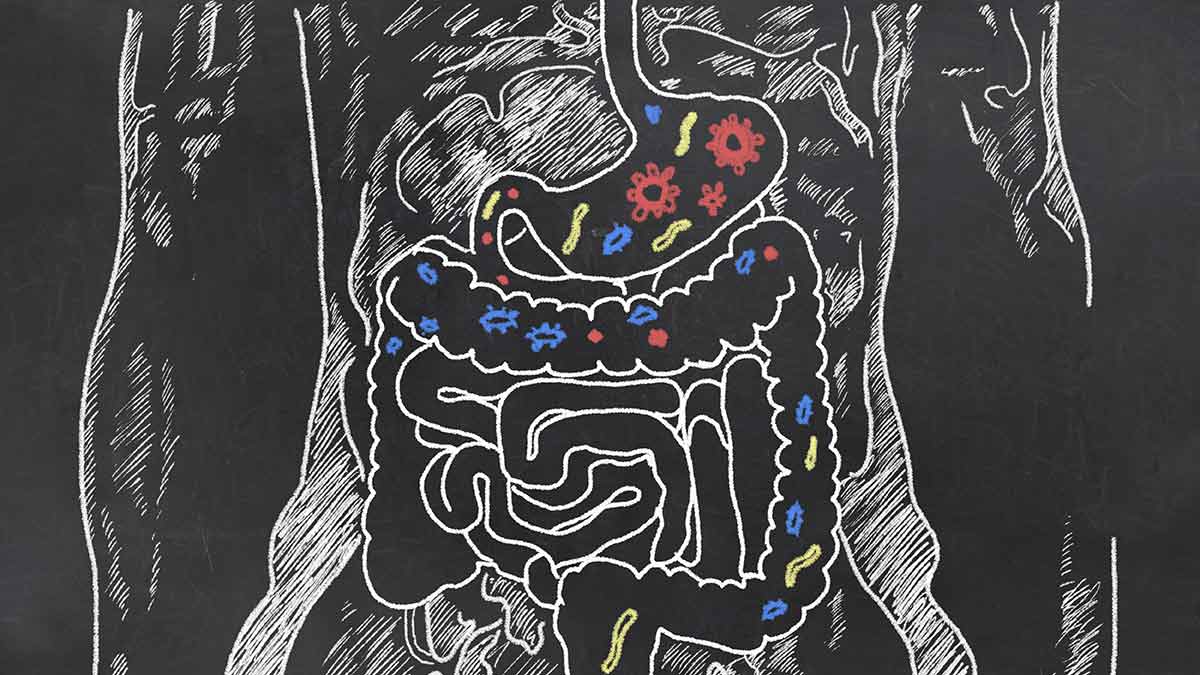 bacteria
