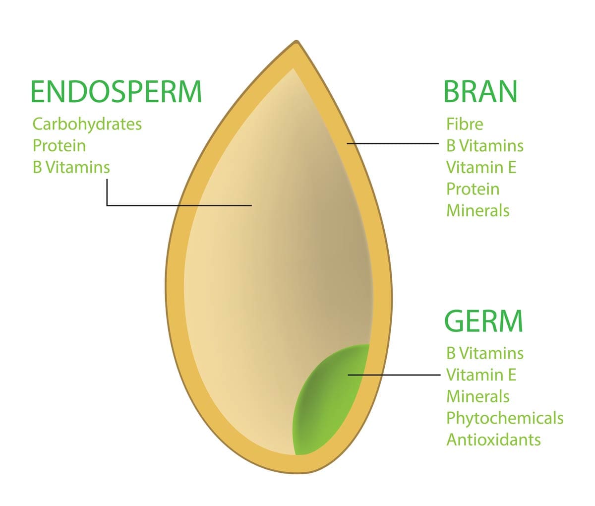 anatomy-of-a-whole-grain