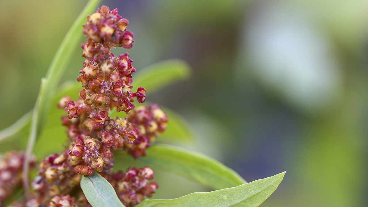quinoa-plant-canada