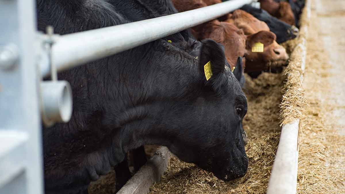 cattle-eating-feed