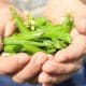 field-peas