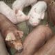 gilts