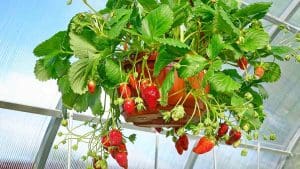 strawberry hanger