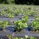 sweet potato plant