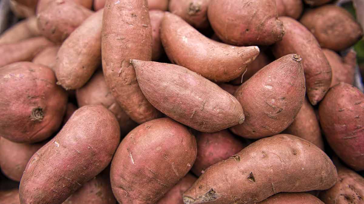 sweet potato grocery