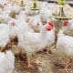 broiler chickens