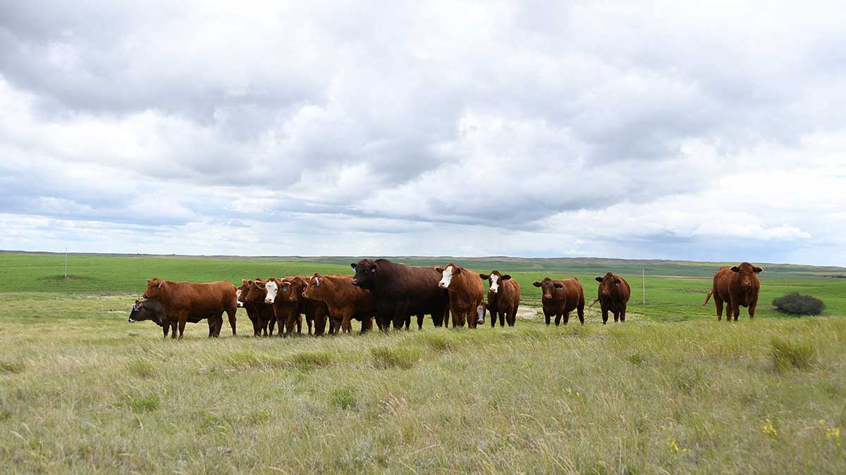 cows with bull