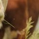cow eating grass